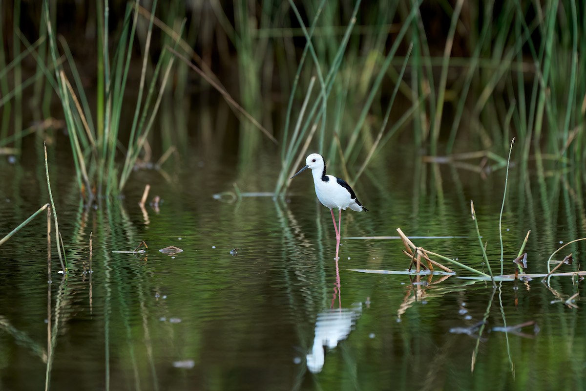 Pied Stilt - ML622121214