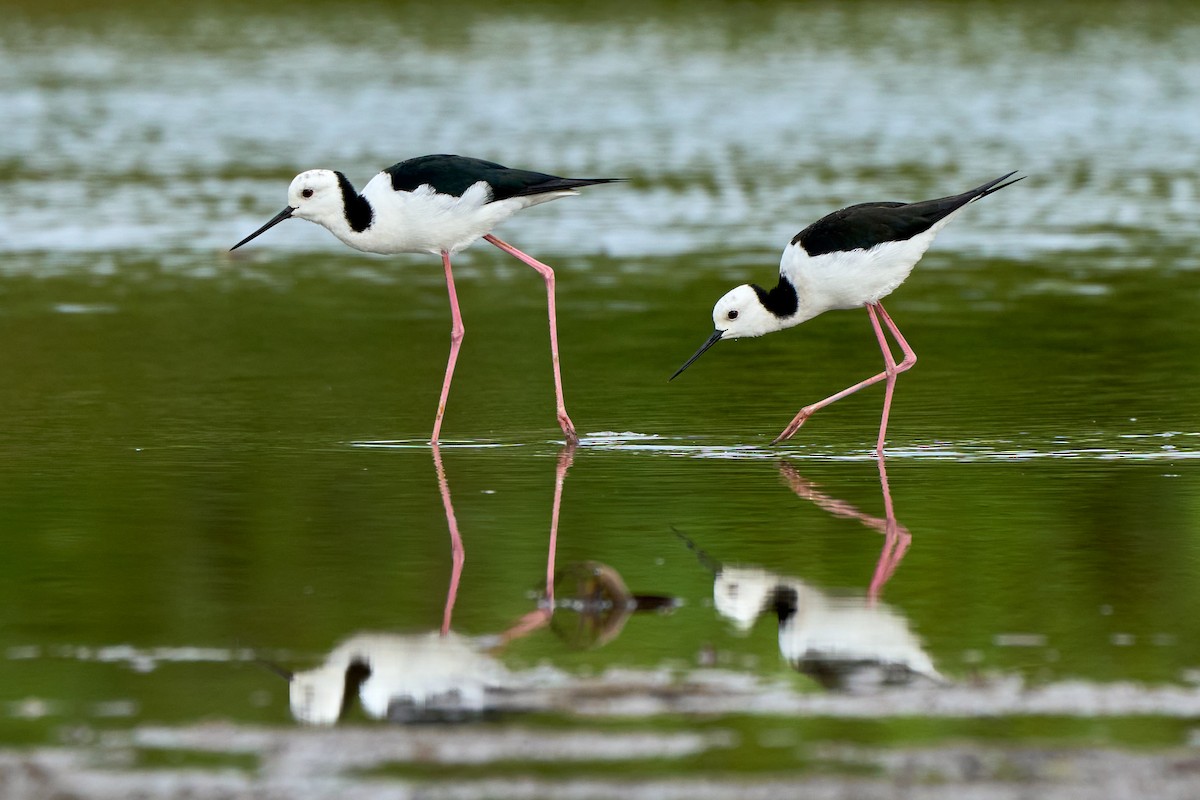 Pied Stilt - ML622121215