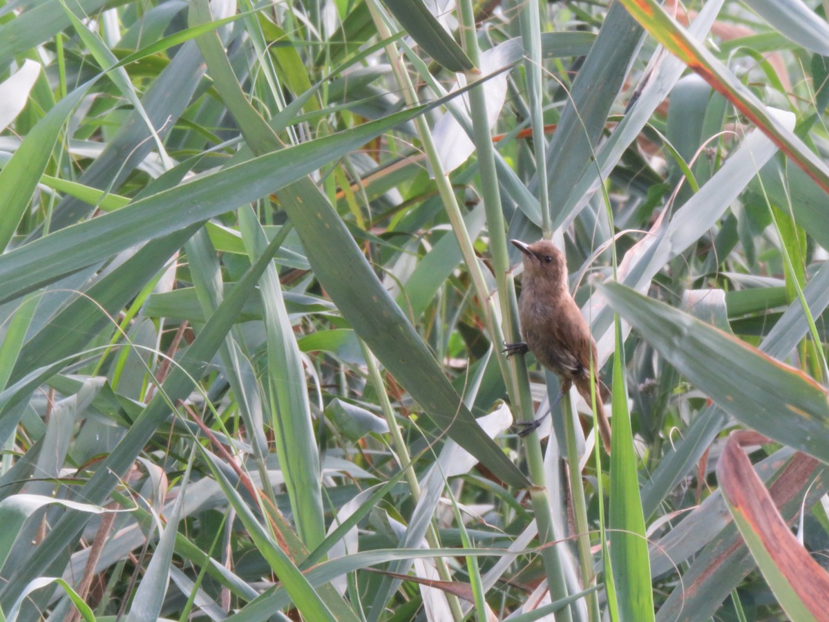 Clamorous Reed Warbler - ML622121216