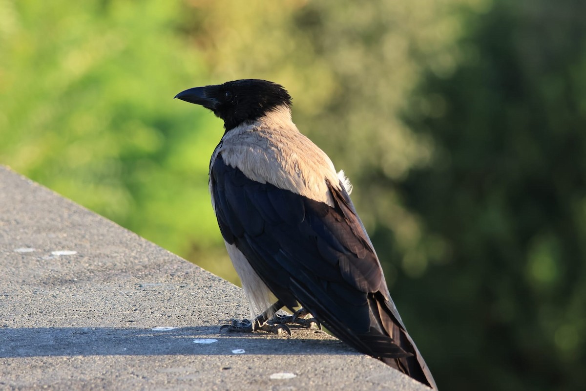 Hooded Crow - ML622121224