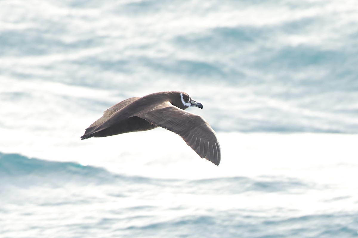 Spectacled Petrel - ML622121225