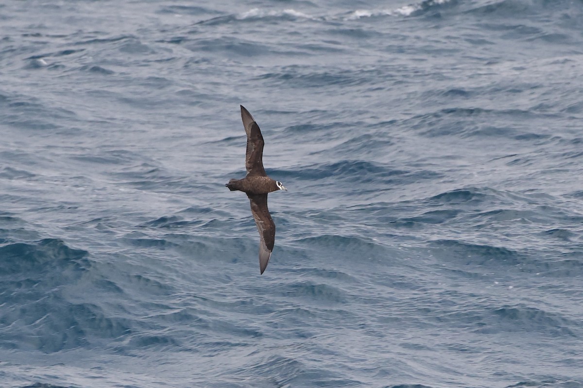 Spectacled Petrel - ML622121226
