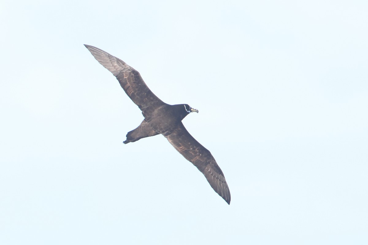 Spectacled Petrel - ML622121227