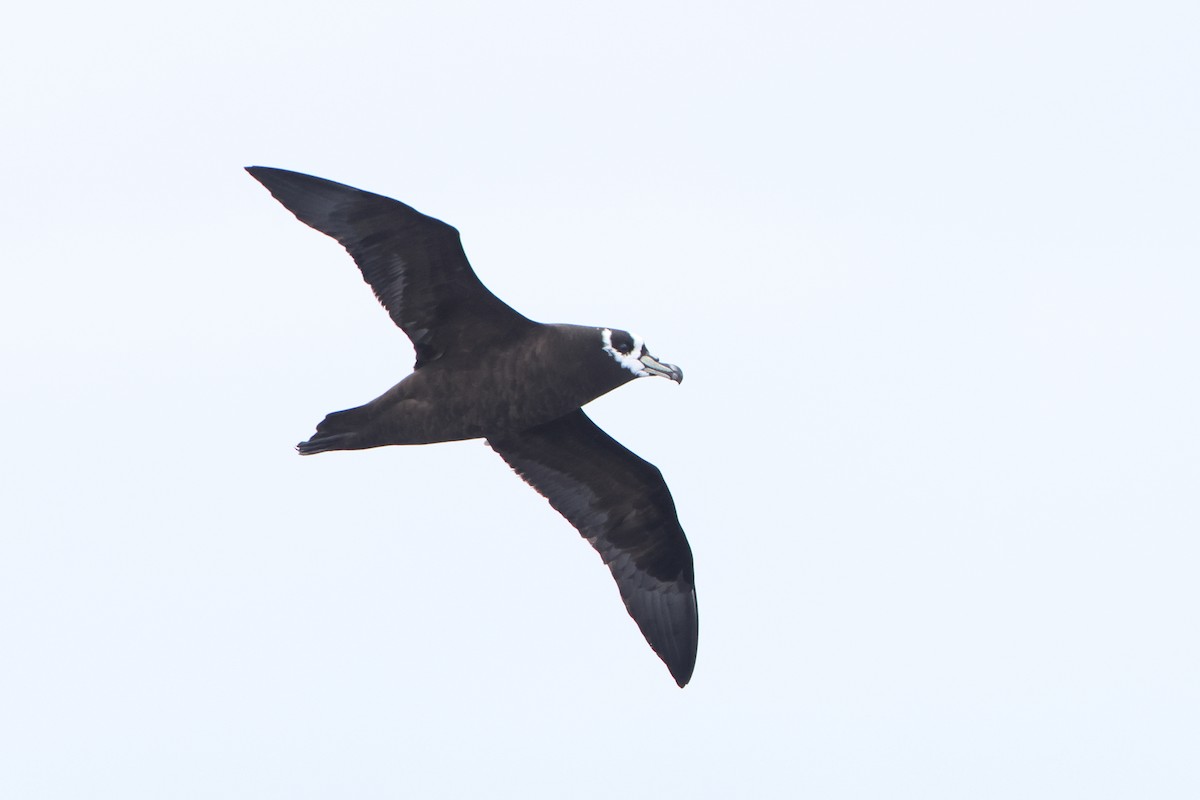 Spectacled Petrel - ML622121228