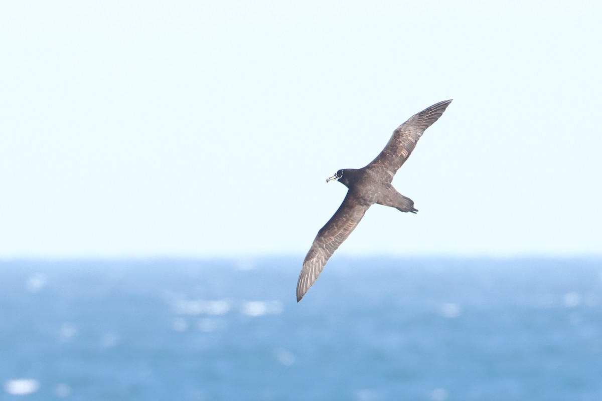 Spectacled Petrel - ML622121229