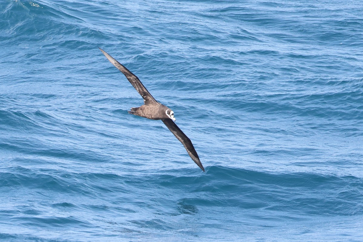 Spectacled Petrel - ML622121230