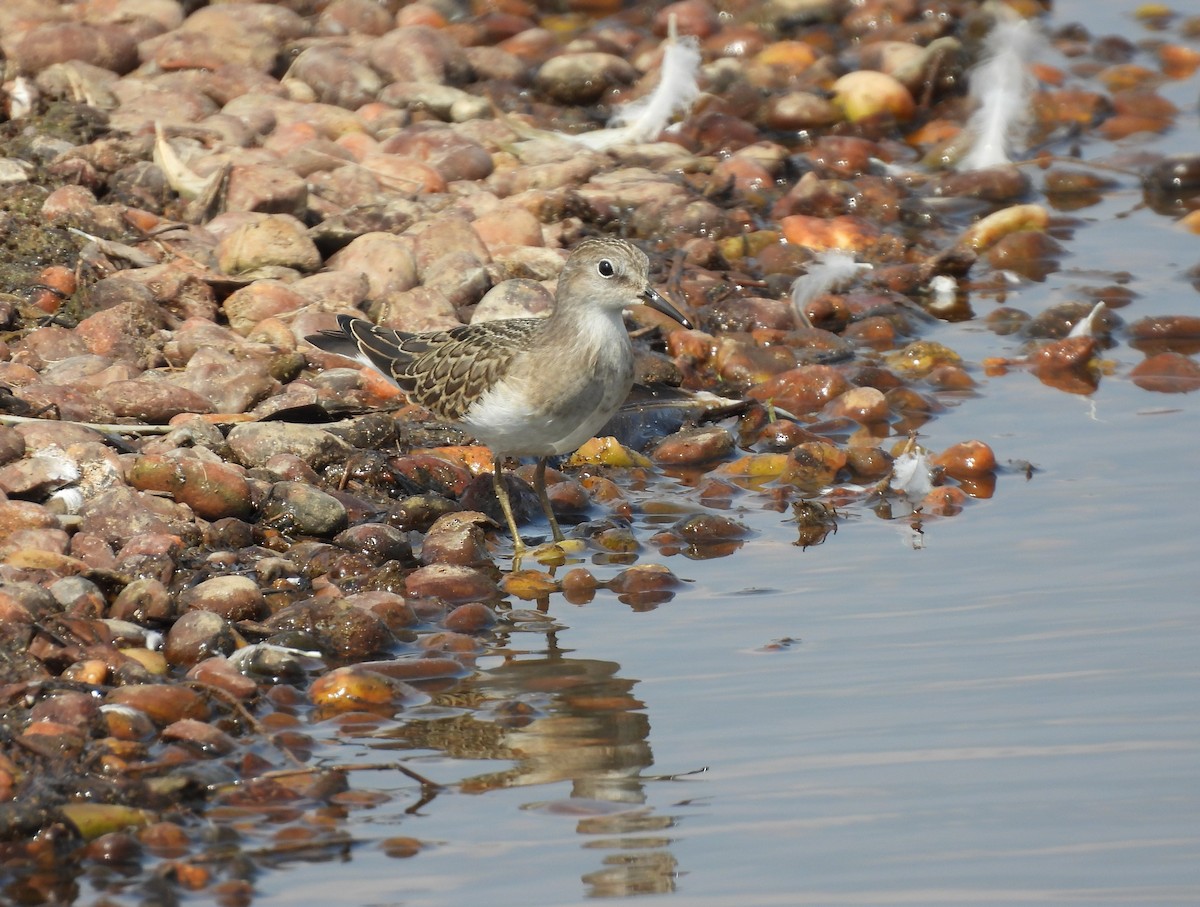 Temminck's Stint - ML622121231