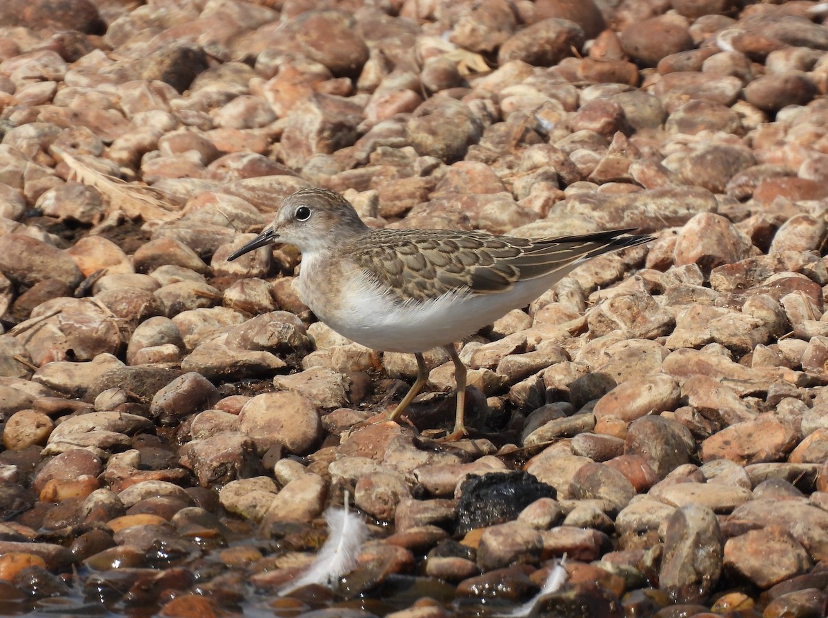 Temminck's Stint - ML622121235