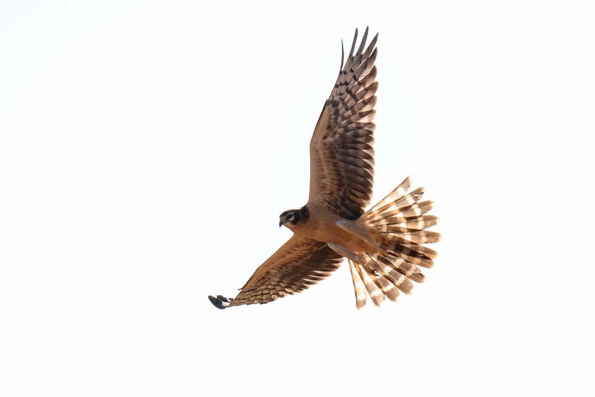 Montagu's Harrier - ML622121236