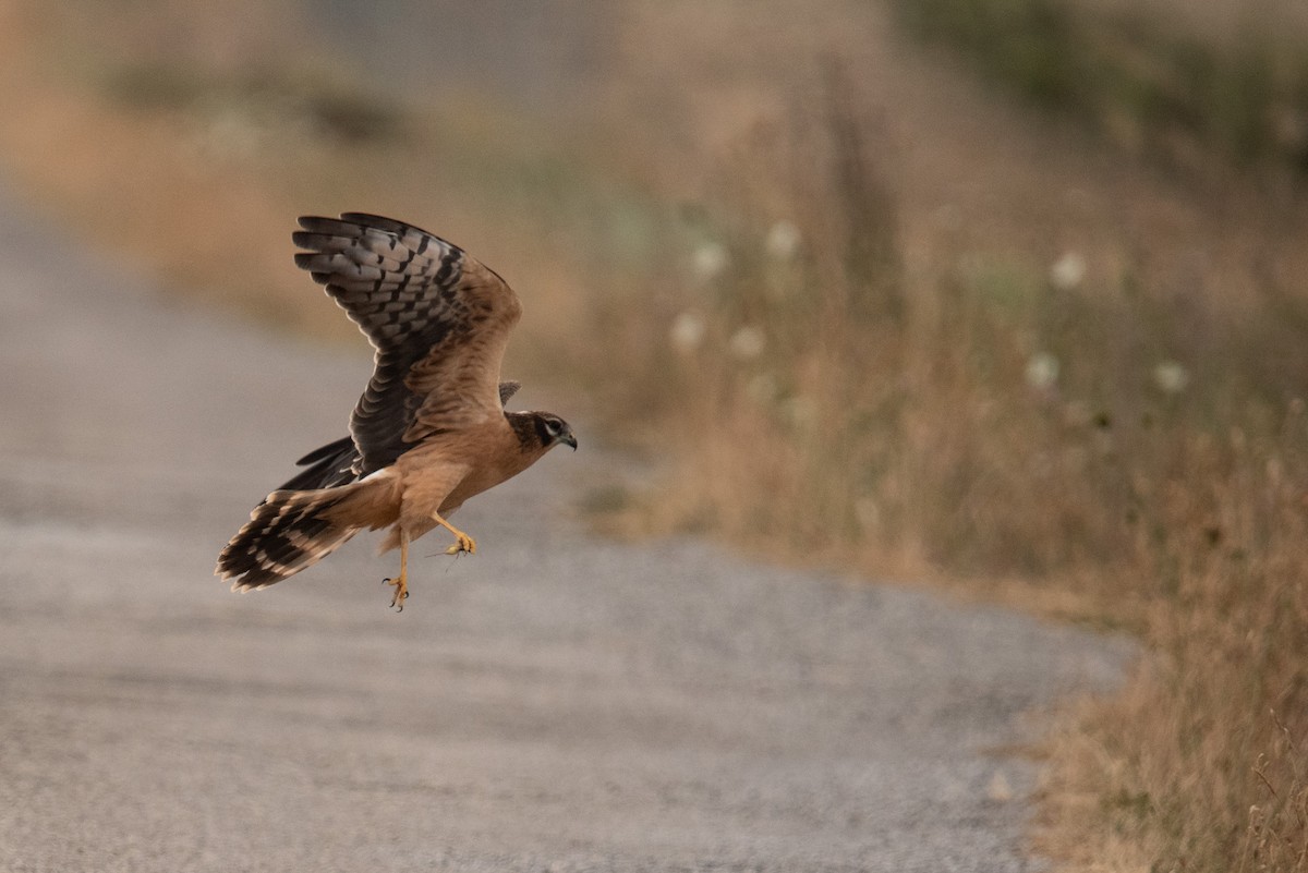 Aguilucho Cenizo - ML622121237