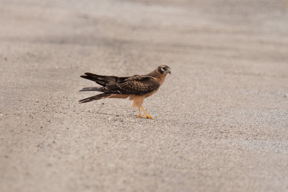 Aguilucho Cenizo - ML622121238