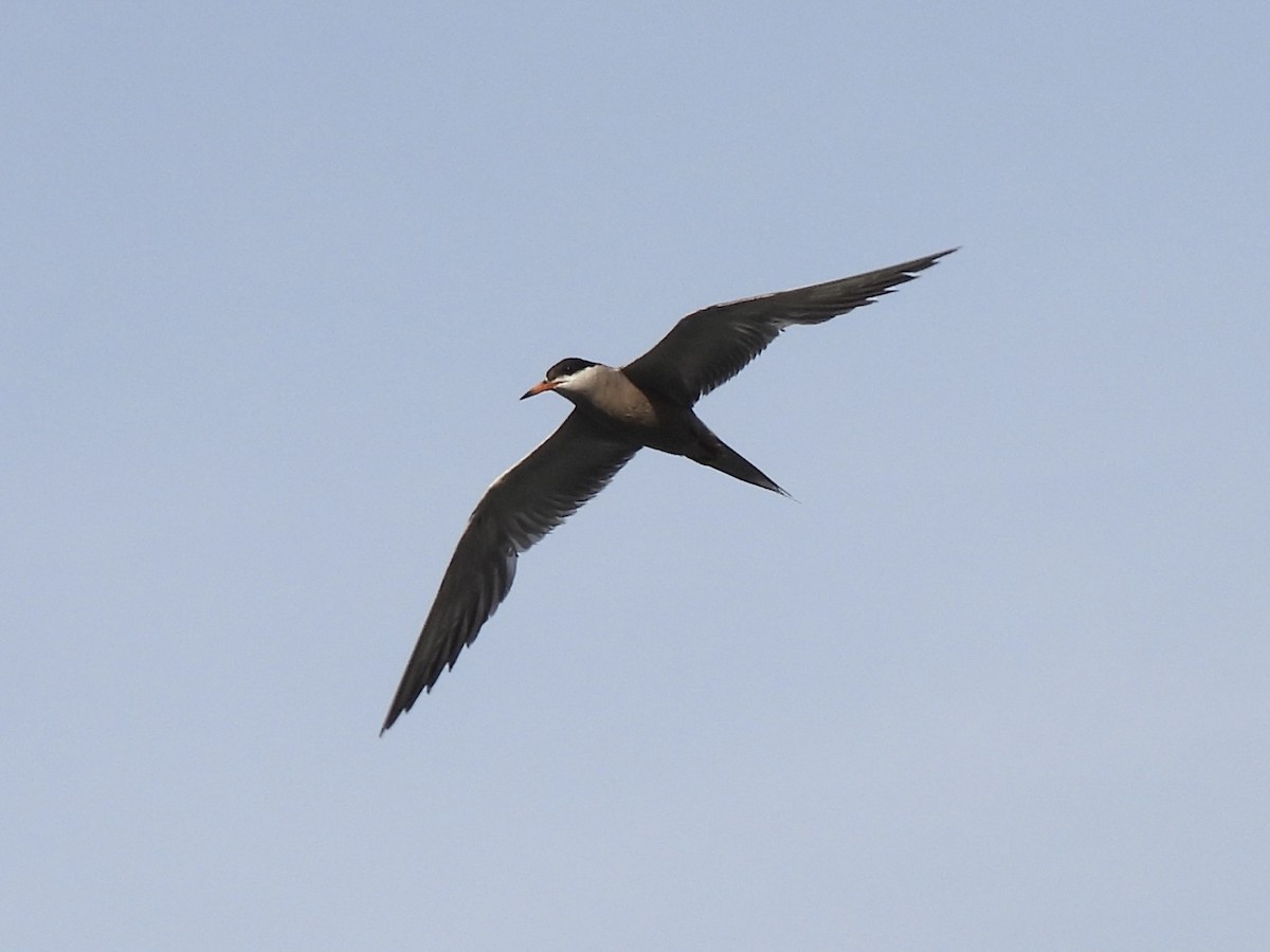 White-cheeked Tern - ML622121239