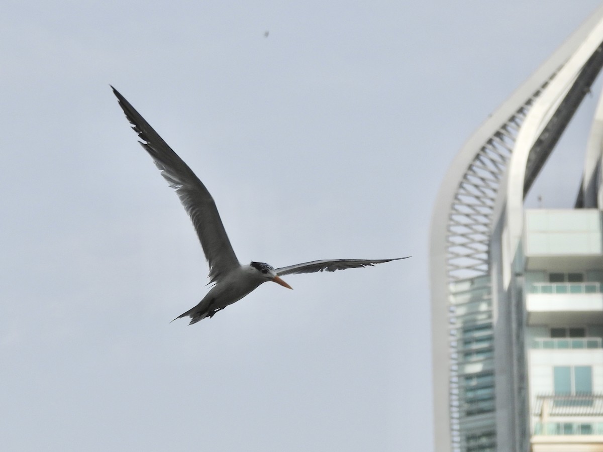 Lesser Crested Tern - ML622121240