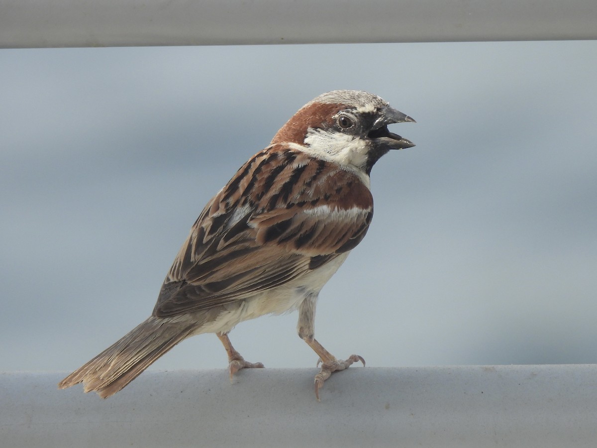 House Sparrow (Indian) - ML622121251