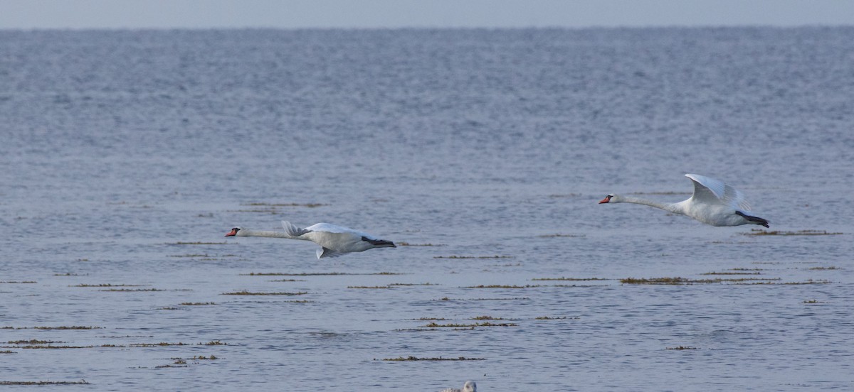 Mute Swan - ML622121255