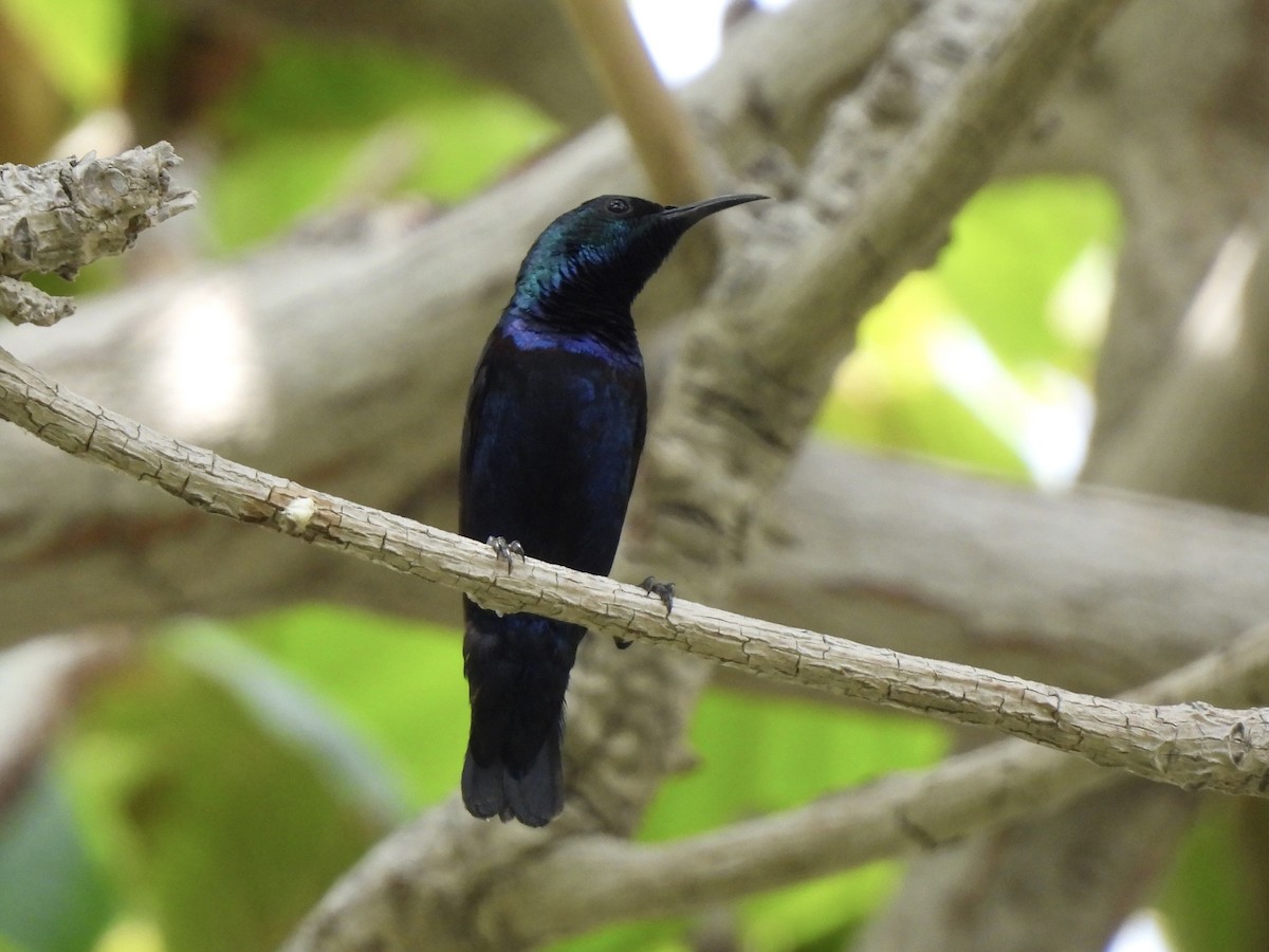 Purple Sunbird - Adrián Colino Barea