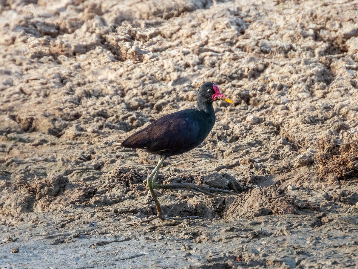 Wattled Jacana - ML622121262