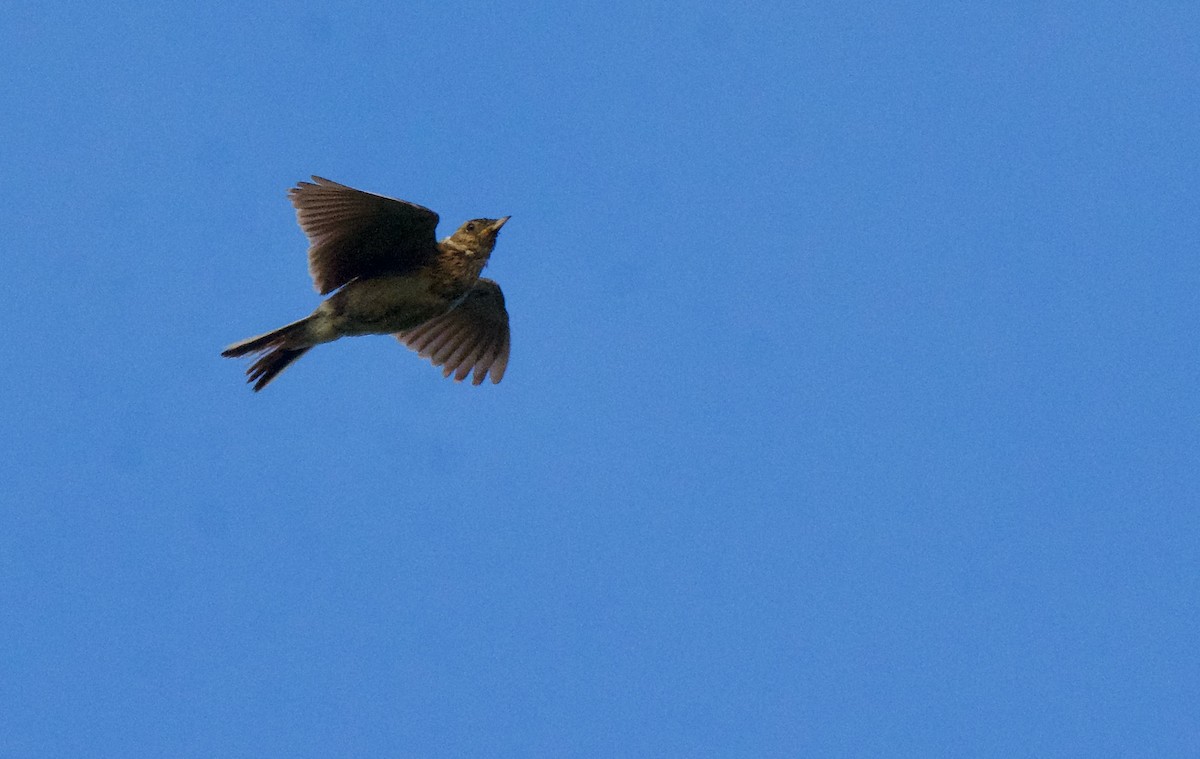 Eurasian Skylark - ML622121263