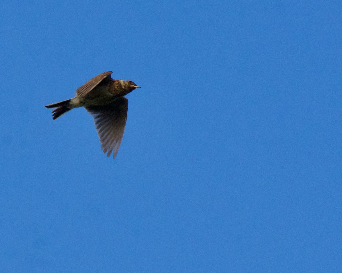 Eurasian Skylark - ML622121264