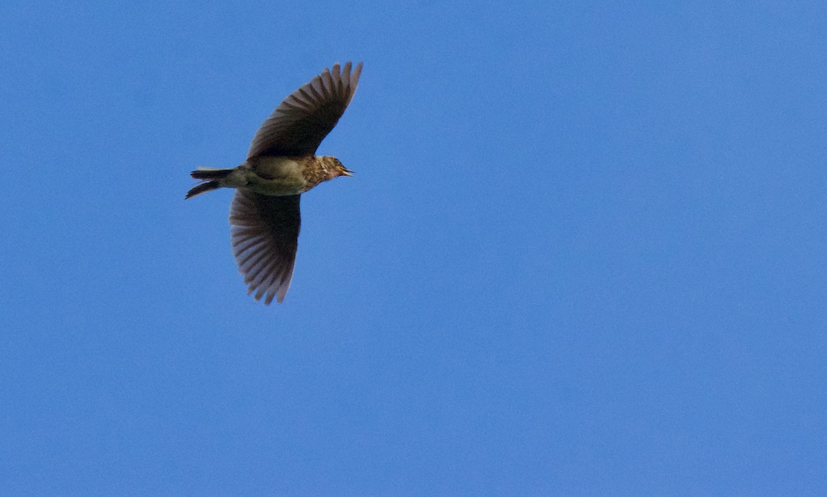 Eurasian Skylark - ML622121265