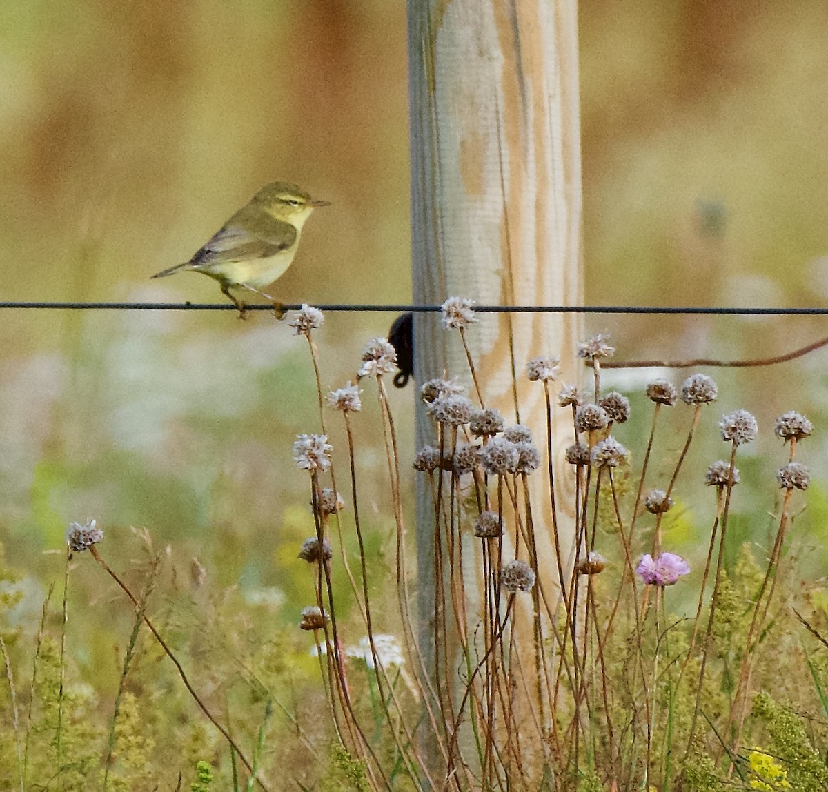 Willow Warbler - ML622121266