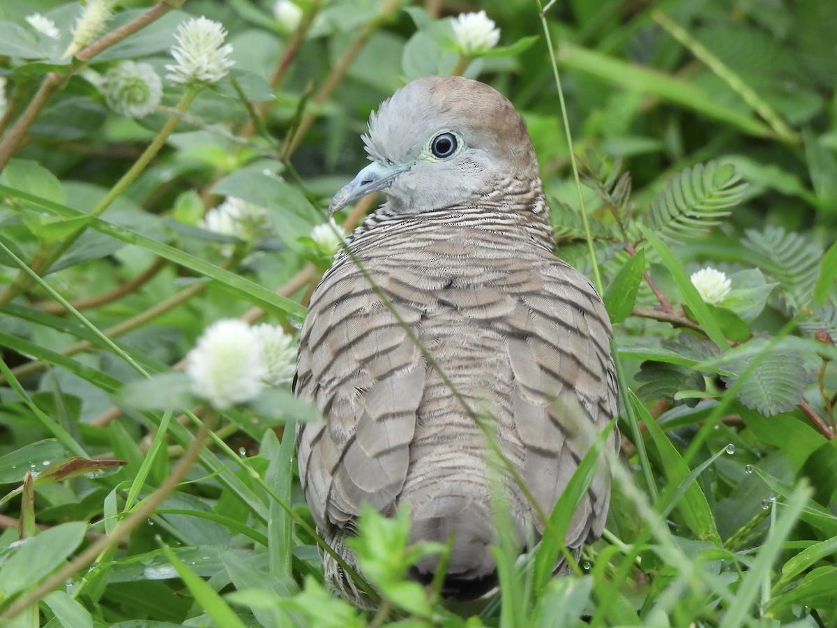 斑馬鳩 - ML622121267