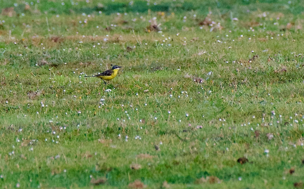 Western Yellow Wagtail - ML622121269