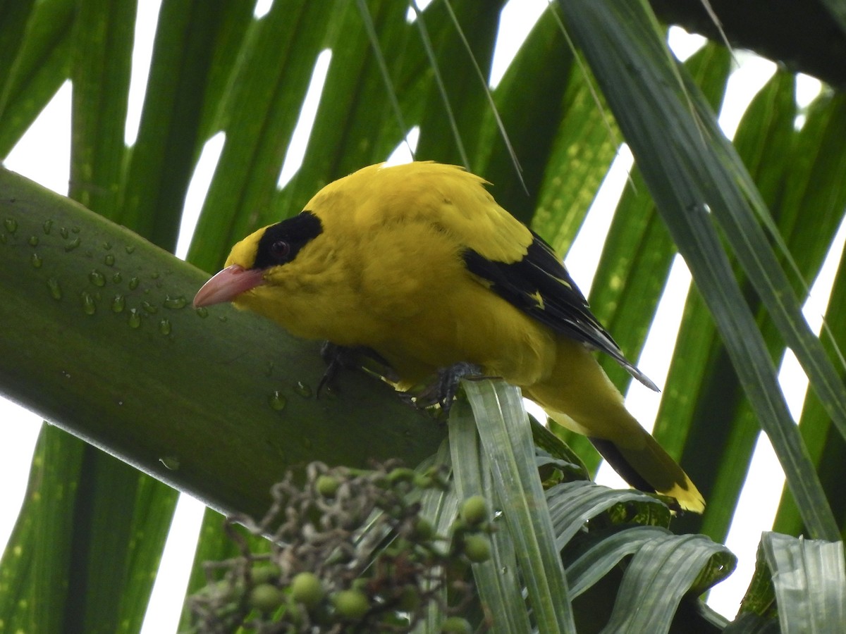 Black-naped Oriole - ML622121270