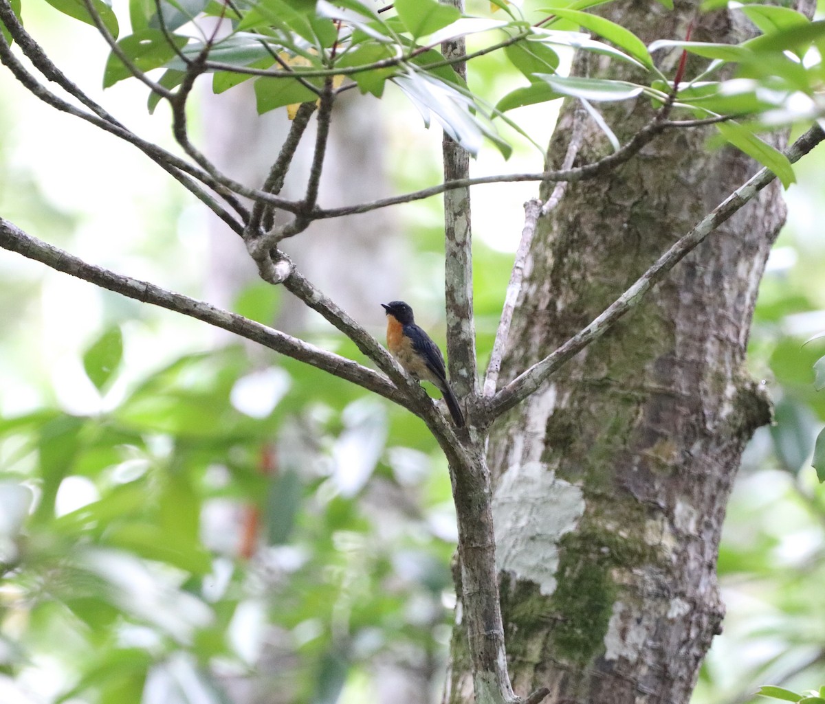 Mangrove Blue Flycatcher - ML622121271