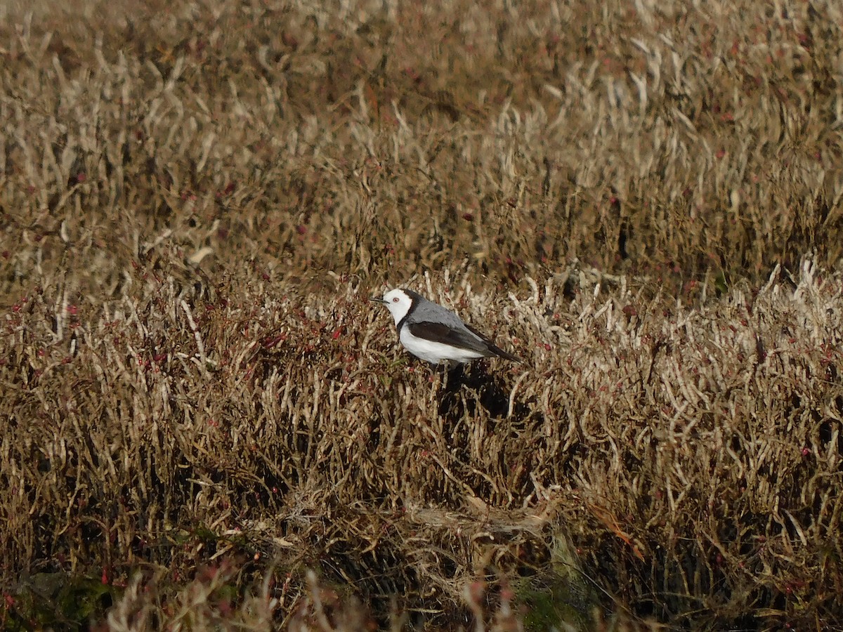 White-fronted Chat - ML622121272
