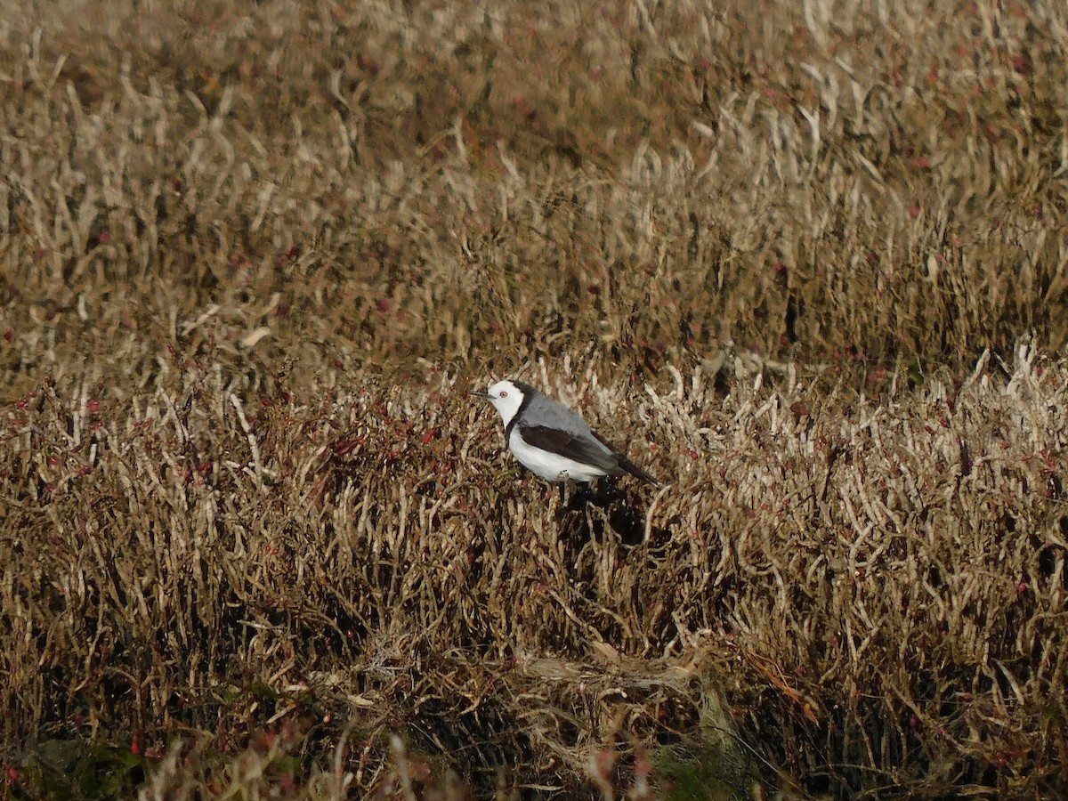 White-fronted Chat - ML622121273