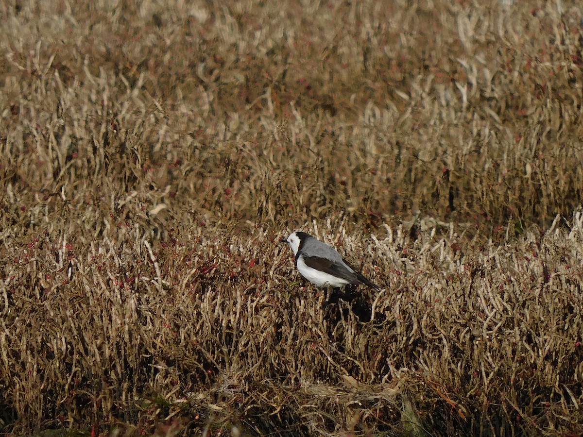 White-fronted Chat - ML622121274