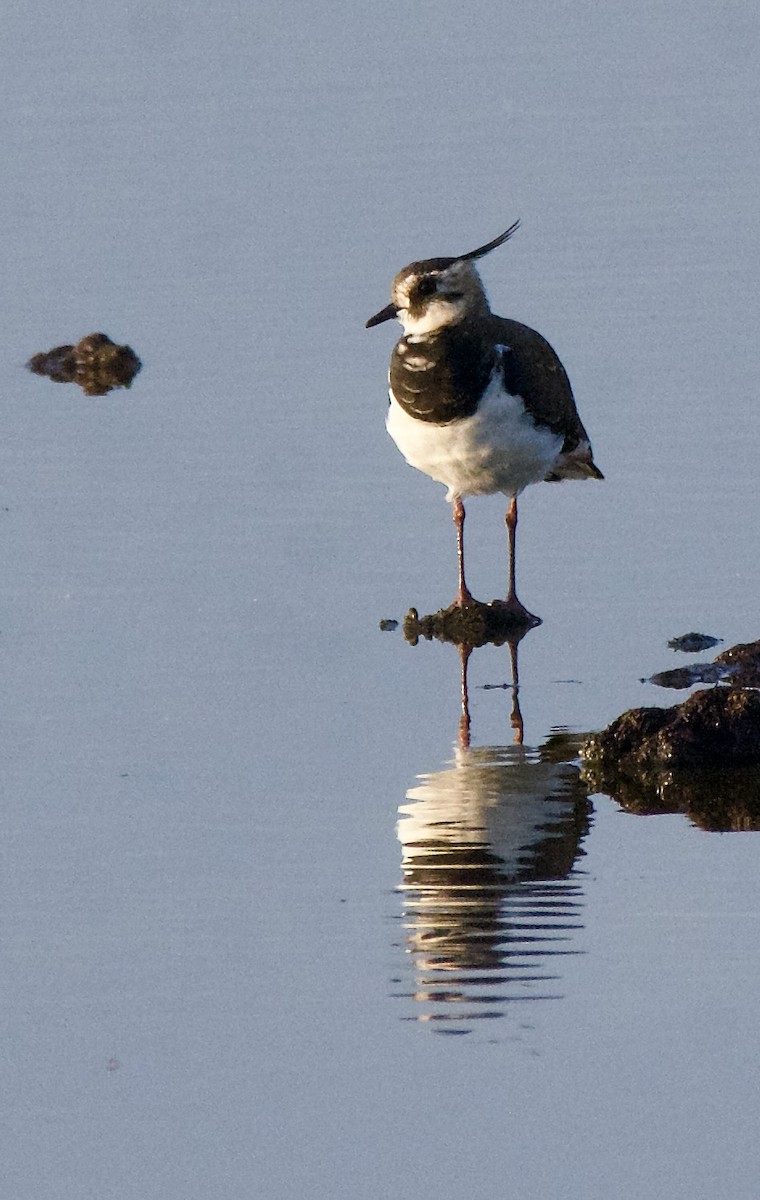 Northern Lapwing - ML622121275