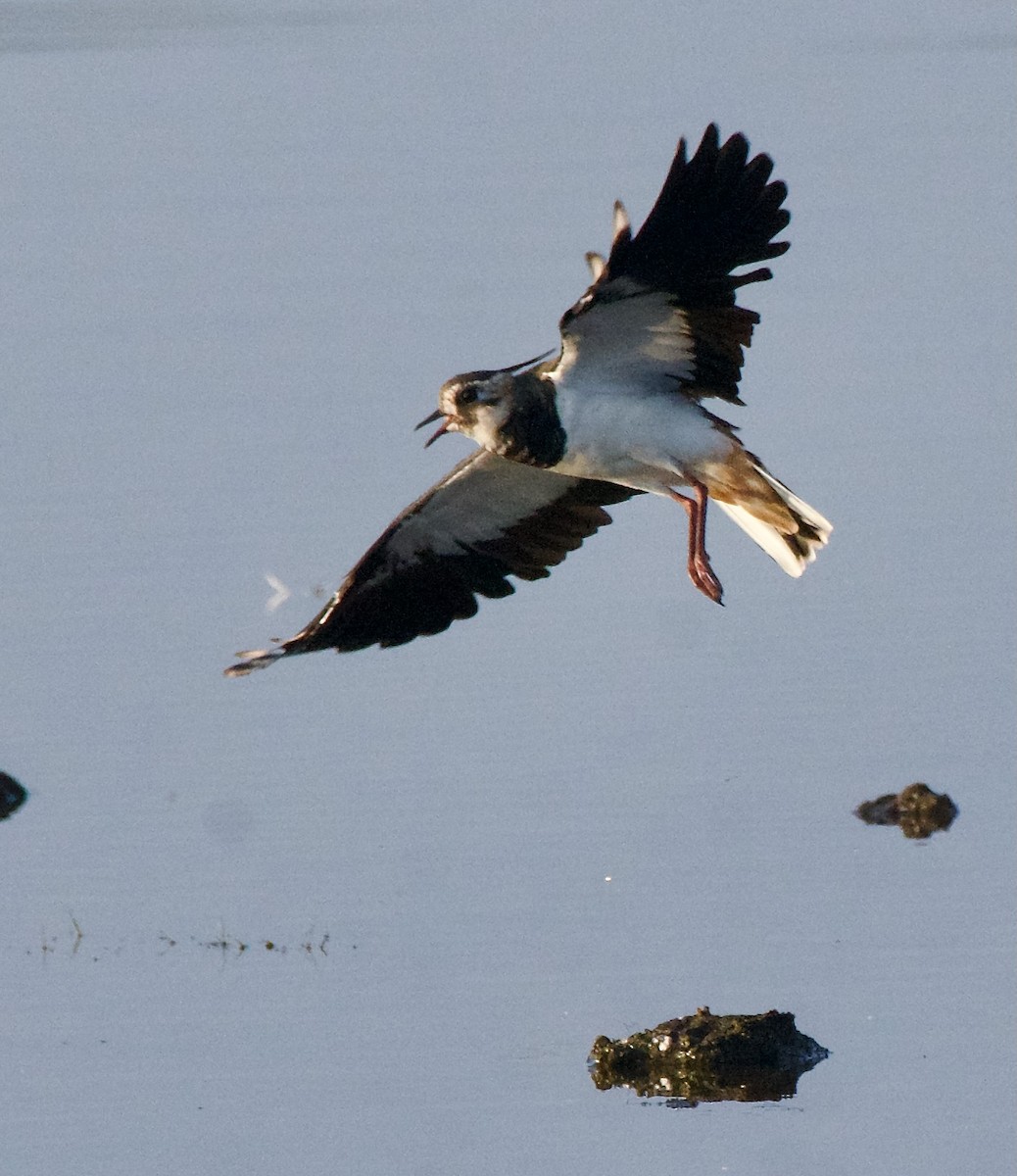 Northern Lapwing - ML622121276