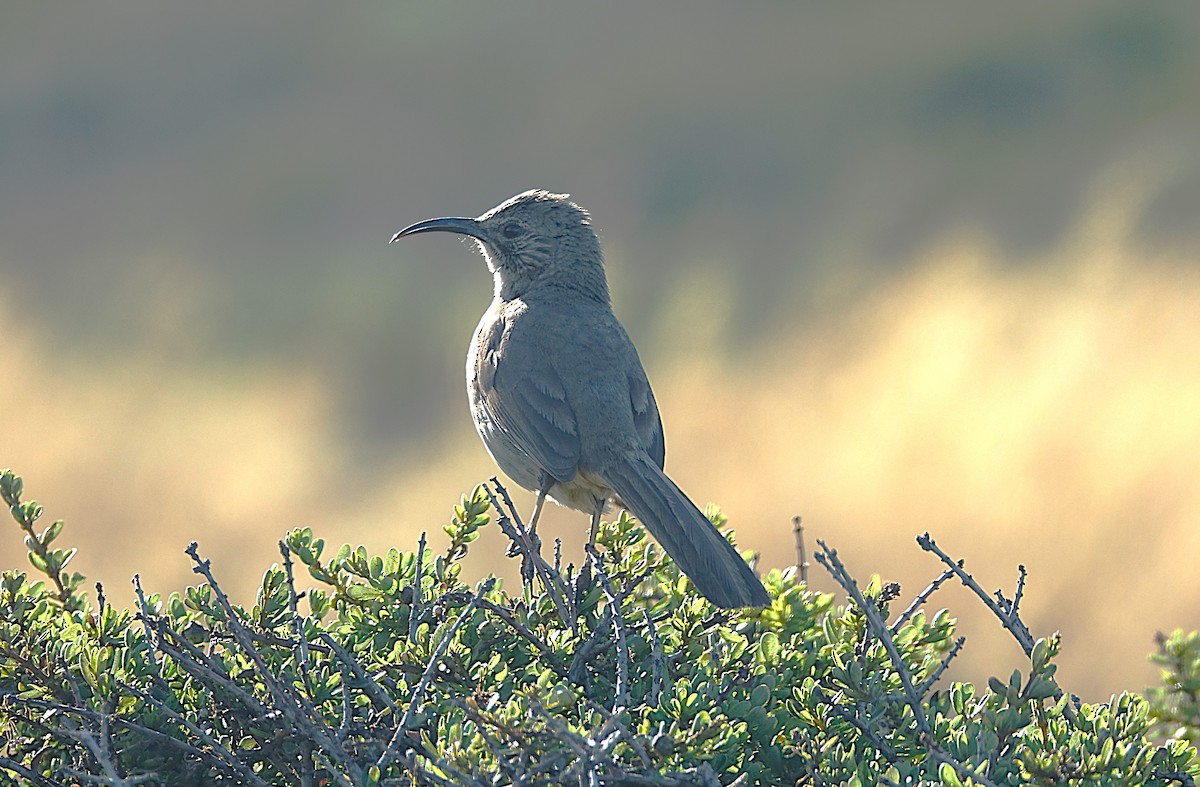 California Thrasher - ML622121277