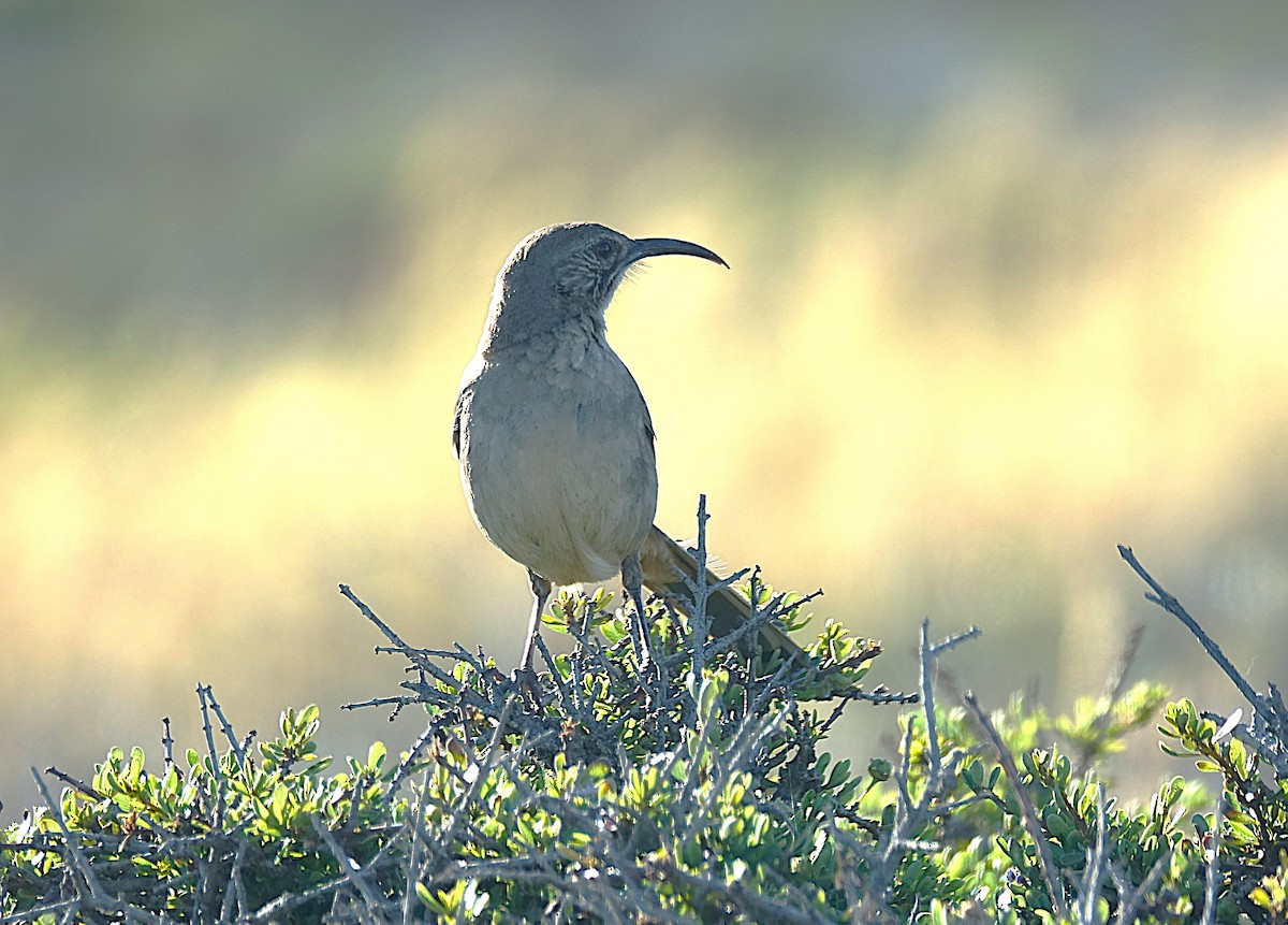 California Thrasher - ML622121279