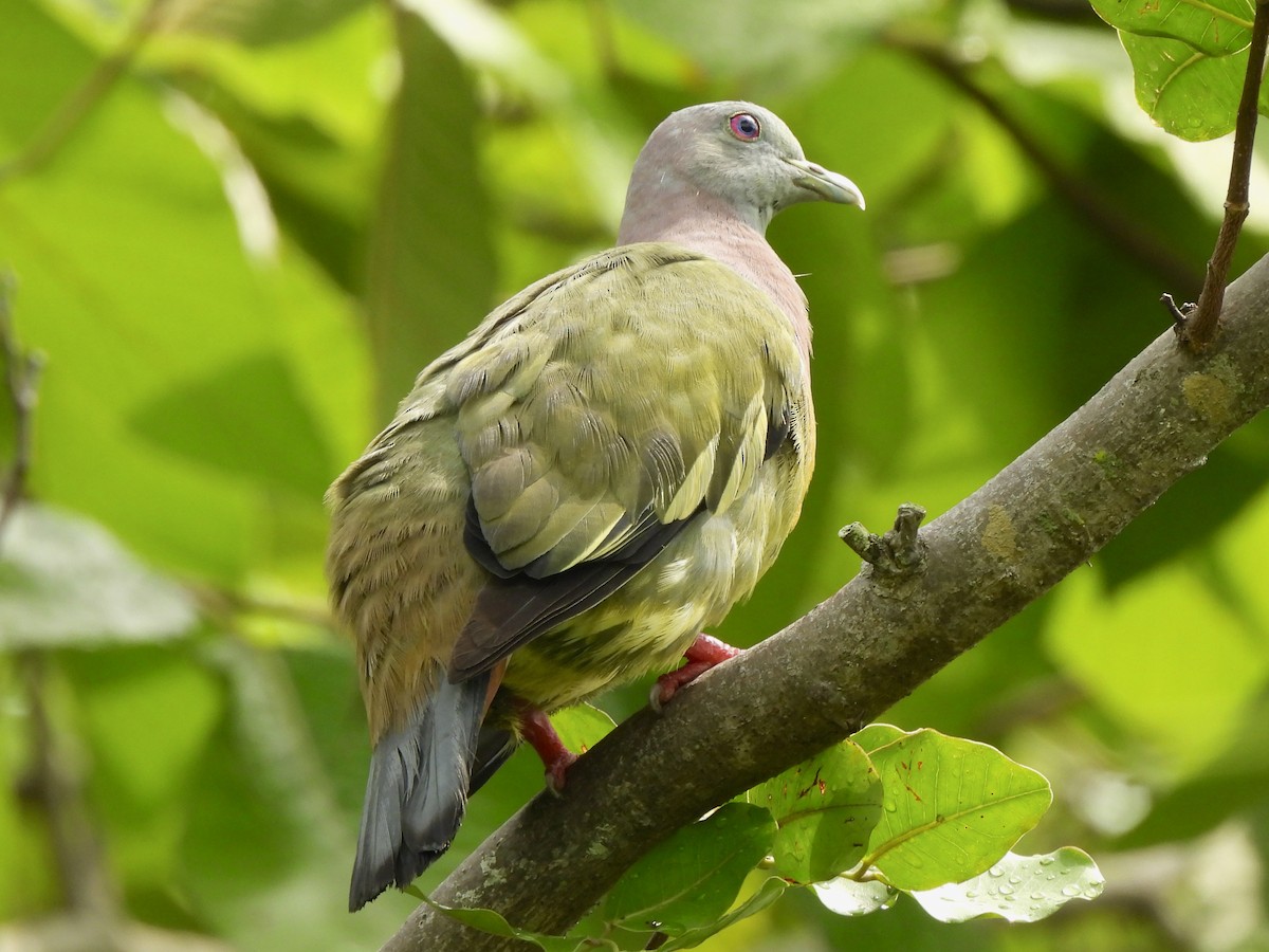 Pink-necked Green-Pigeon - ML622121281