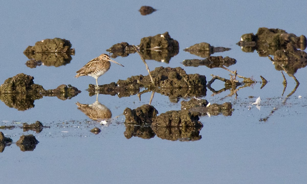 Common Snipe - ML622121282