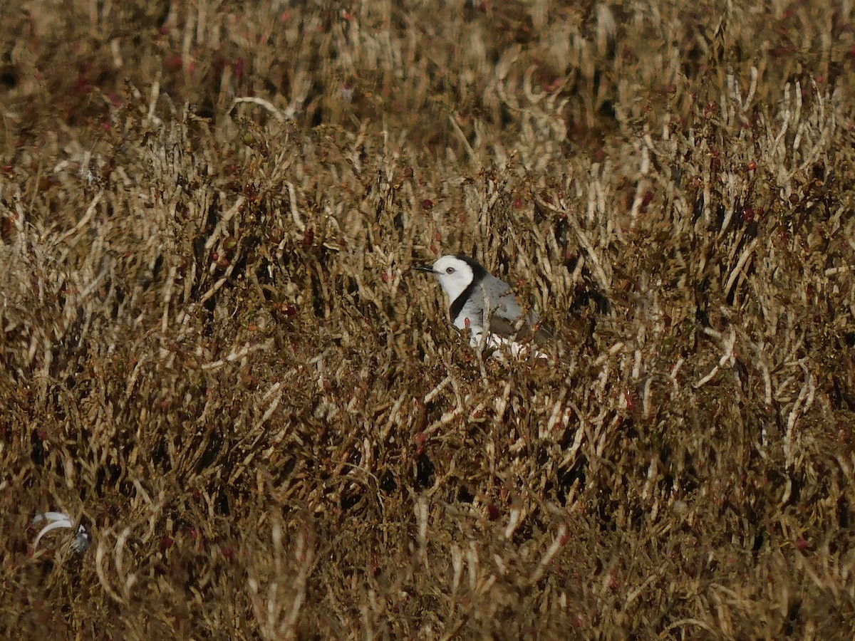 White-fronted Chat - ML622121283