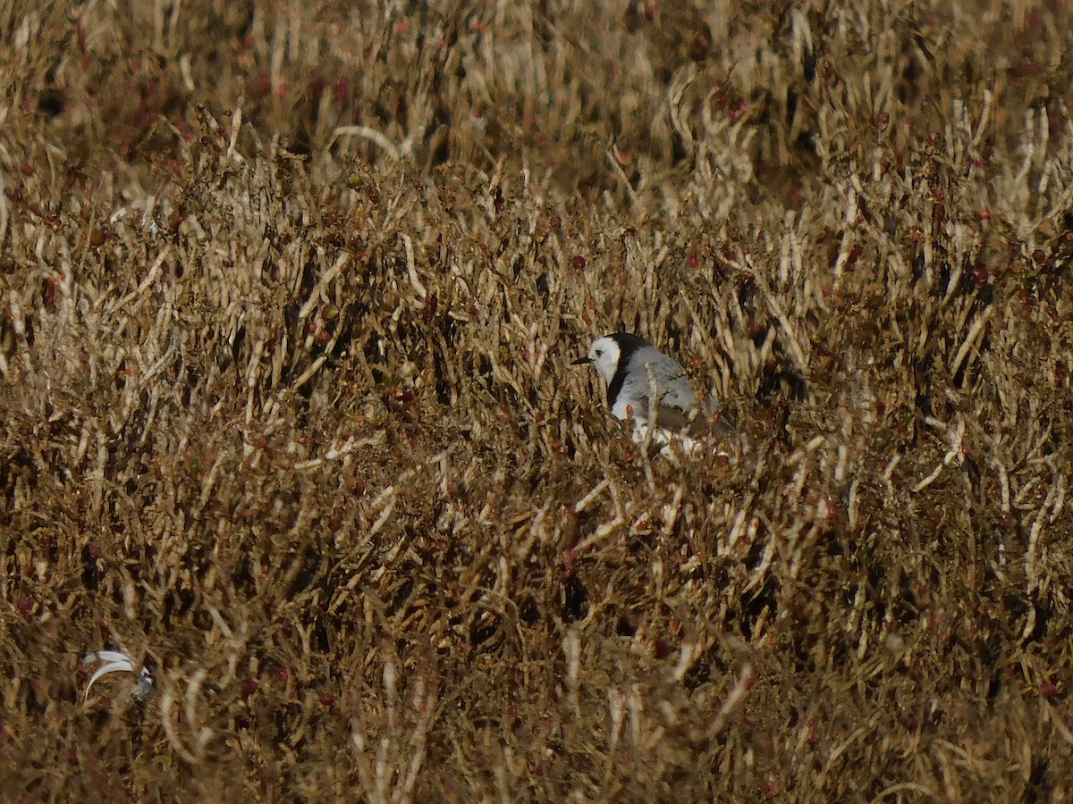 White-fronted Chat - ML622121284