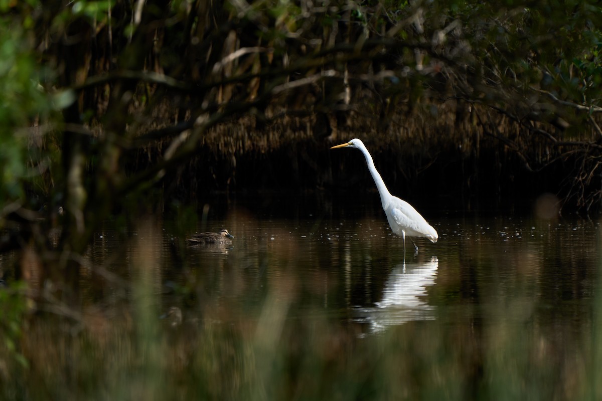 Great Egret - ML622121285