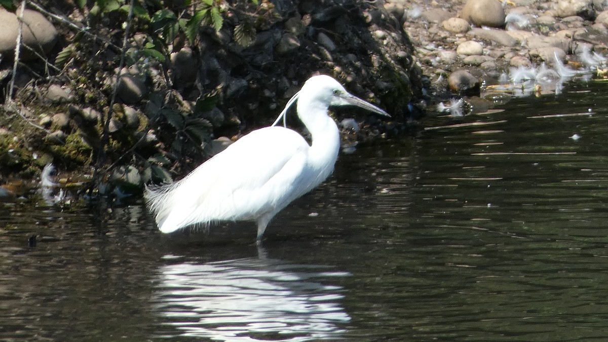 Little Egret - ML622121286