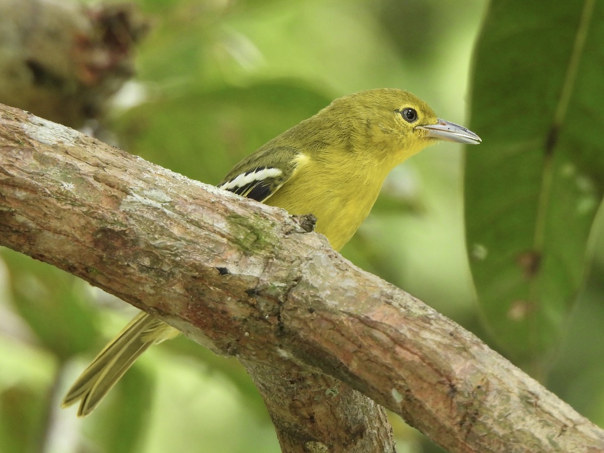 Common Iora - ML622121287