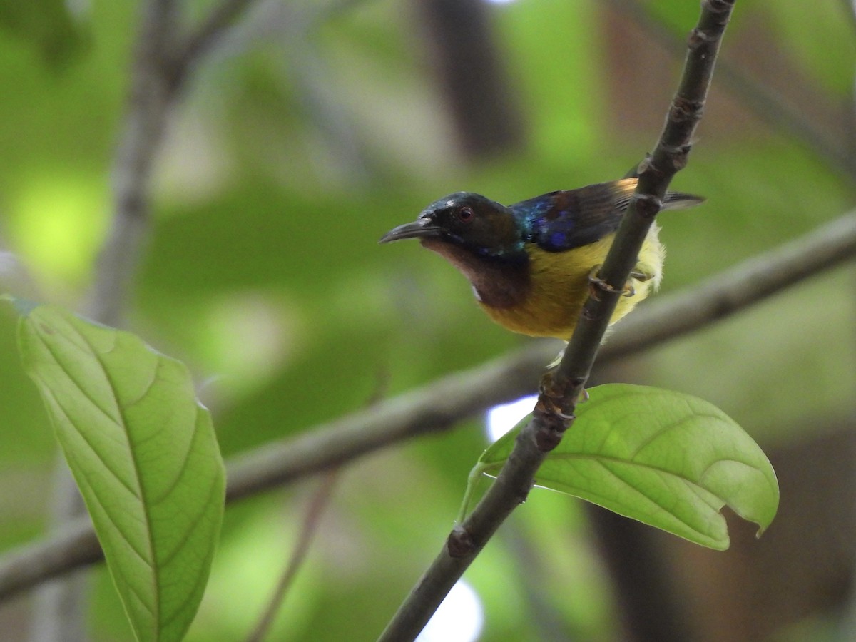 Brown-throated Sunbird - ML622121288