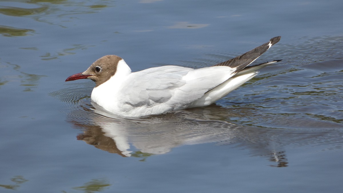 Black-headed Gull - ML622121289