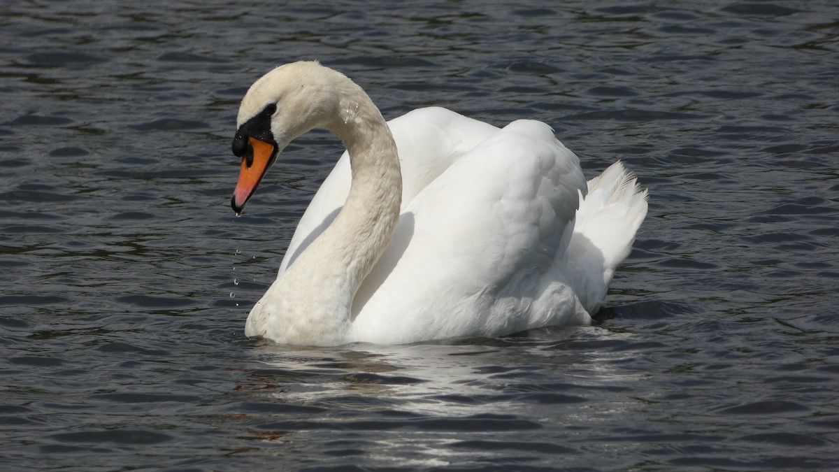 Mute Swan - ML622121290