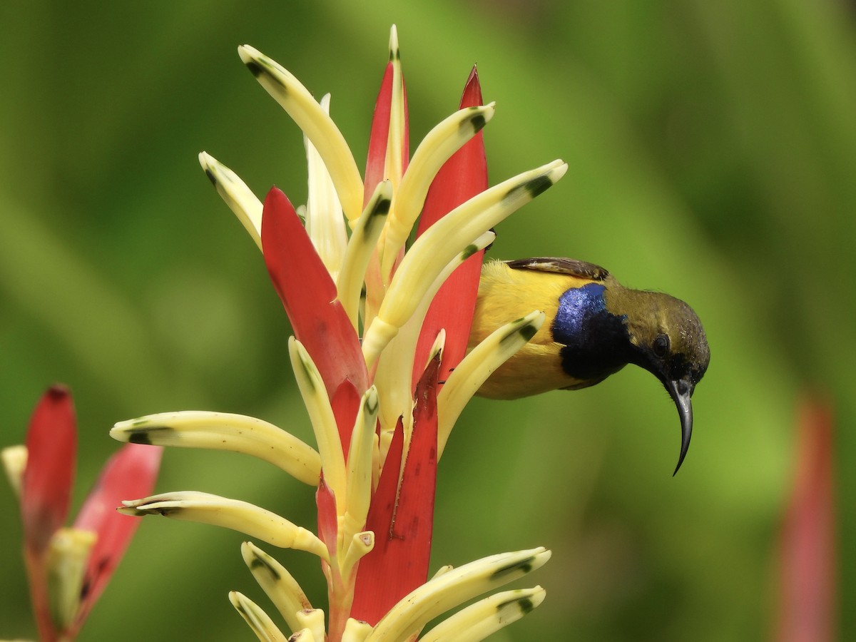 Ornate Sunbird - ML622121291