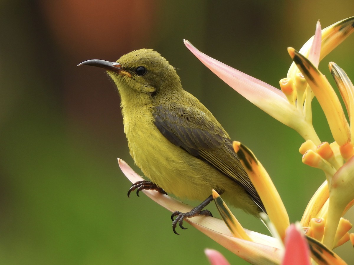 Ornate Sunbird - ML622121292