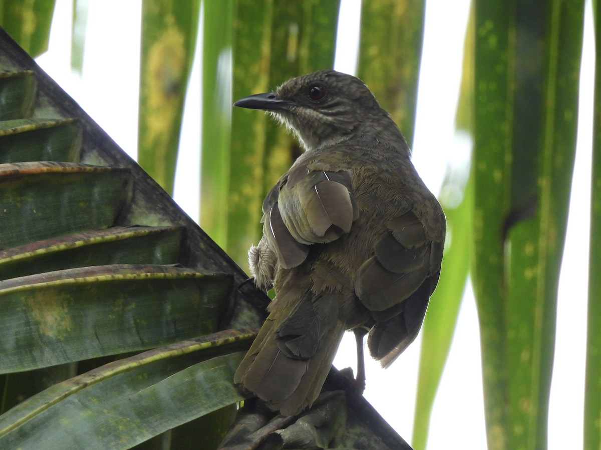 Olive-winged Bulbul - ML622121293