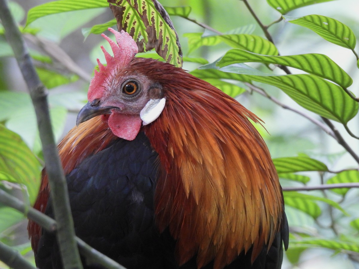 Red Junglefowl - ML622121298